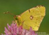 žluťásek čičorečkový (Motýli), Colias hyale (Lepidoptera)